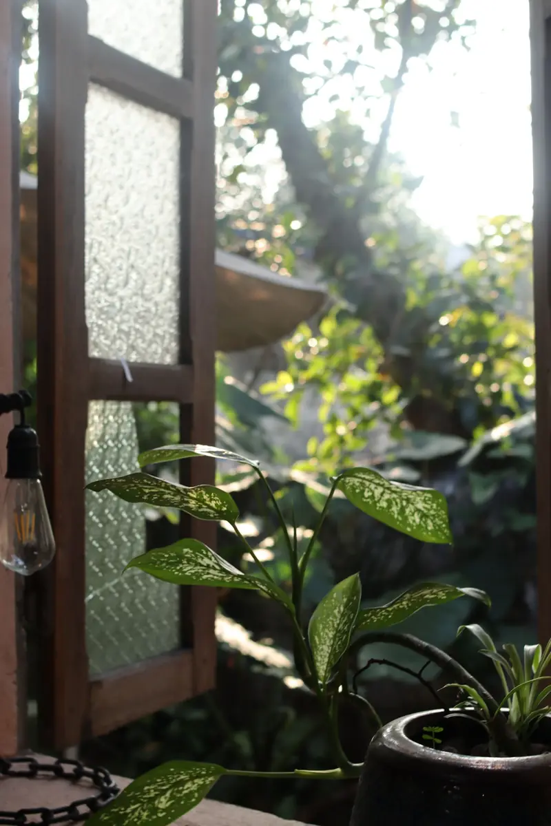 Plants by a glass door